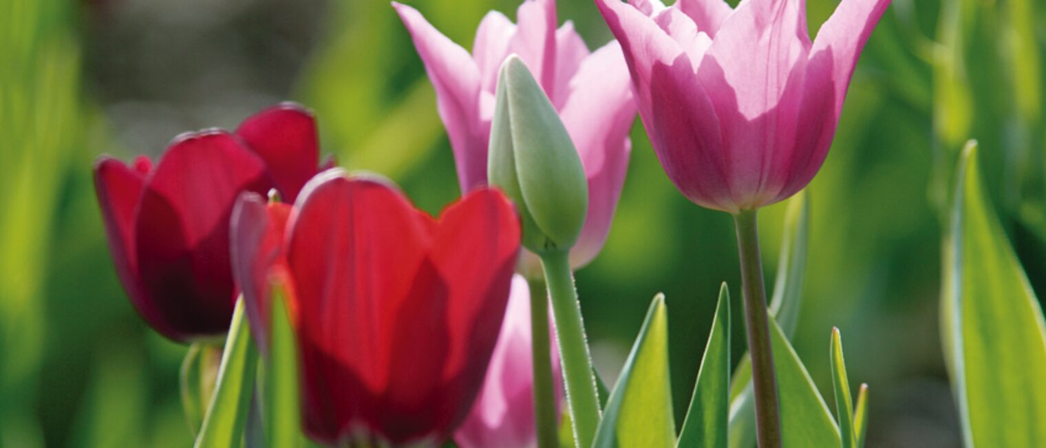 Frühlingsempfang - Tulpen