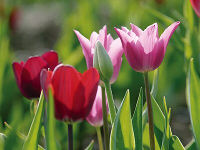 Frühlingsempfang - Tulpen